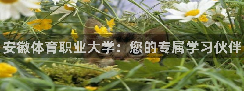 vsport体育官网下载平台注册流程图：安徽体育职业大学：您