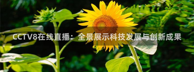 山猫足球比赛体育直播：CCTV8在线直播：全景展示科技发展与创新成果